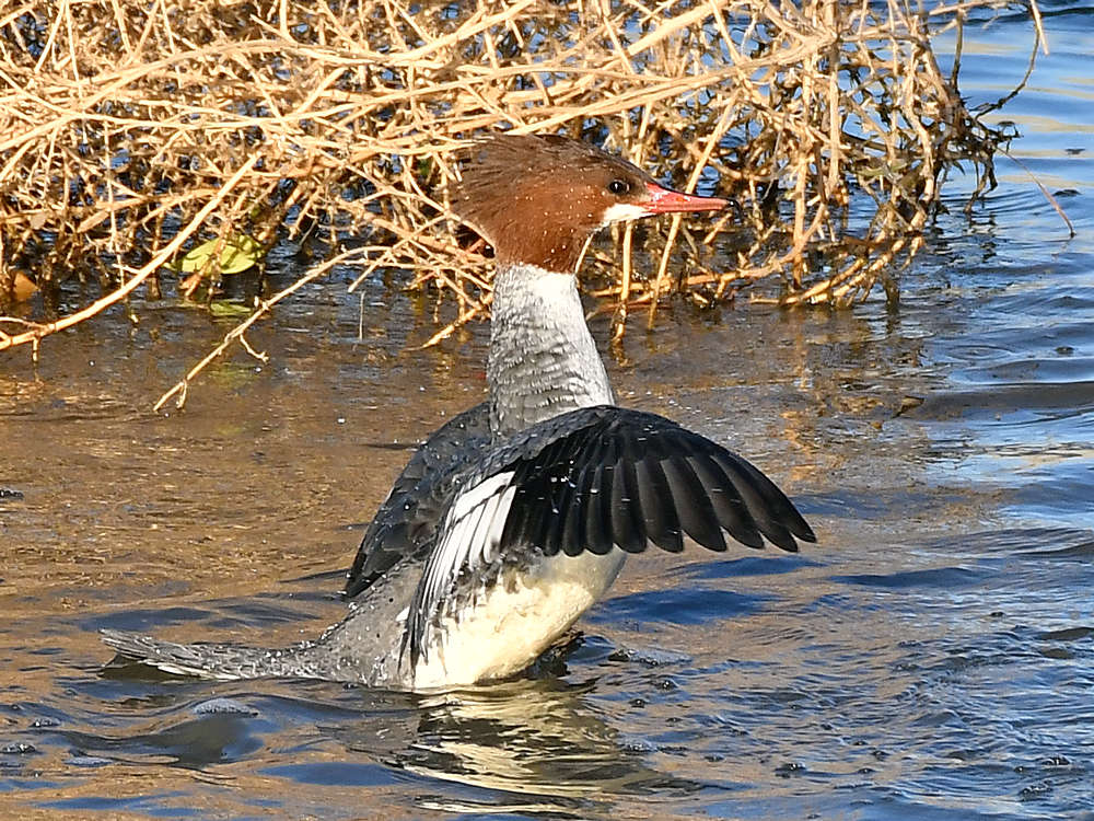Merganser3.jpg