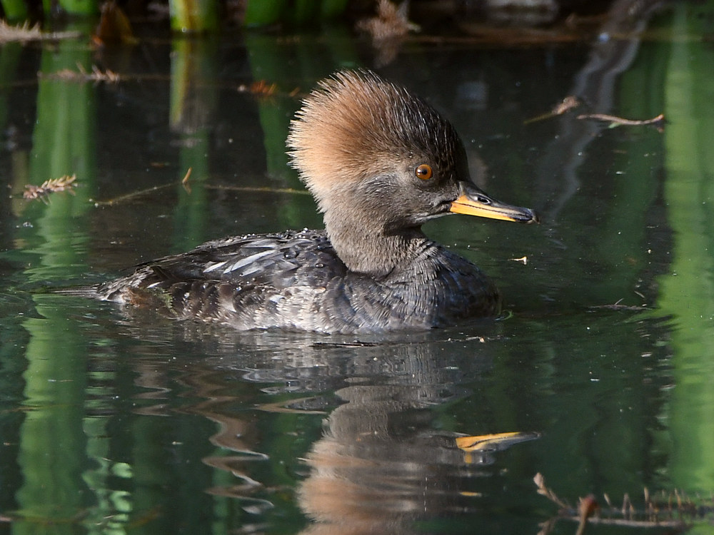 Merganser3.jpg