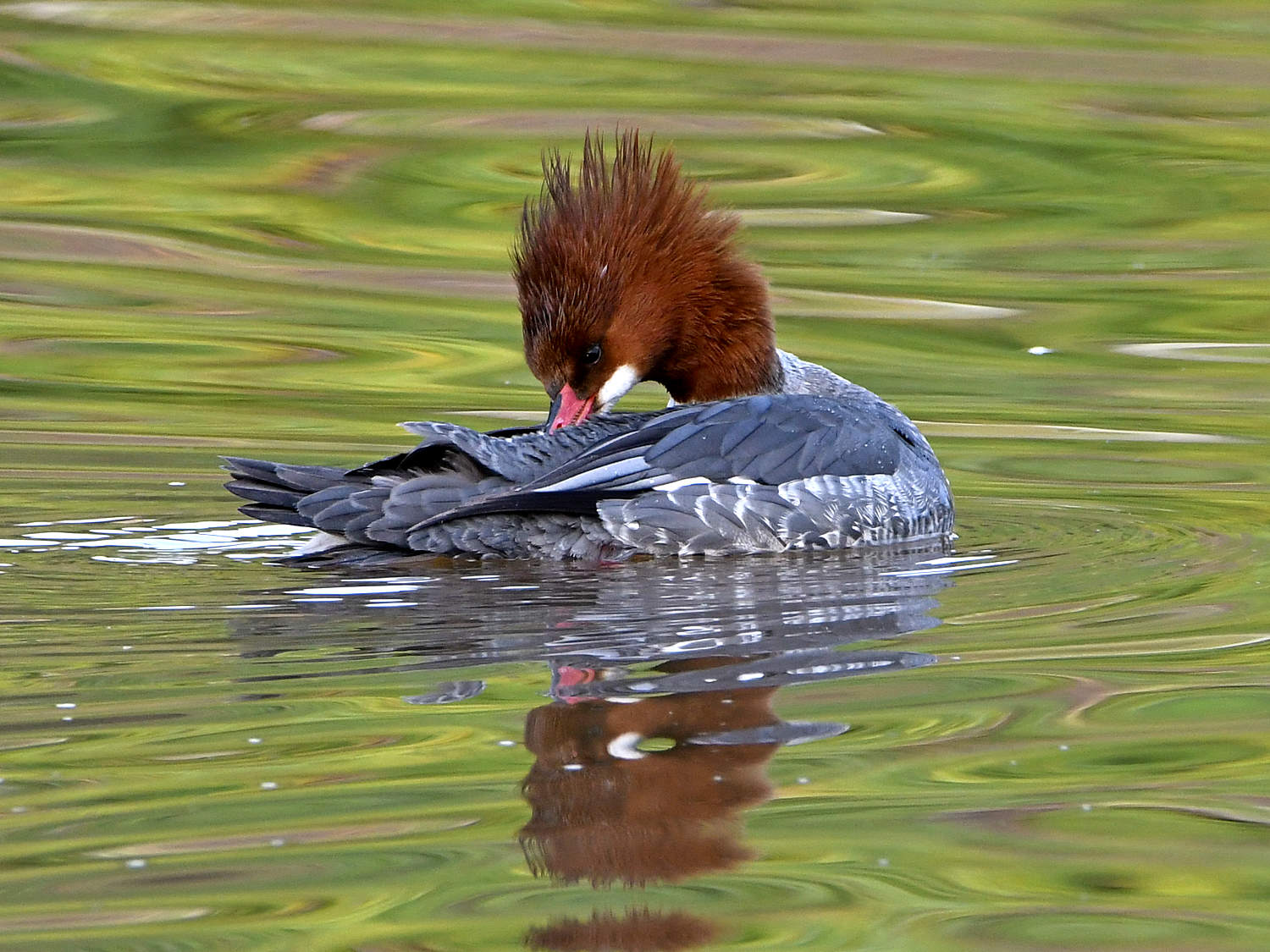 Merganser3.jpg
