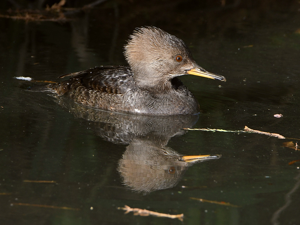 Merganser4.jpg