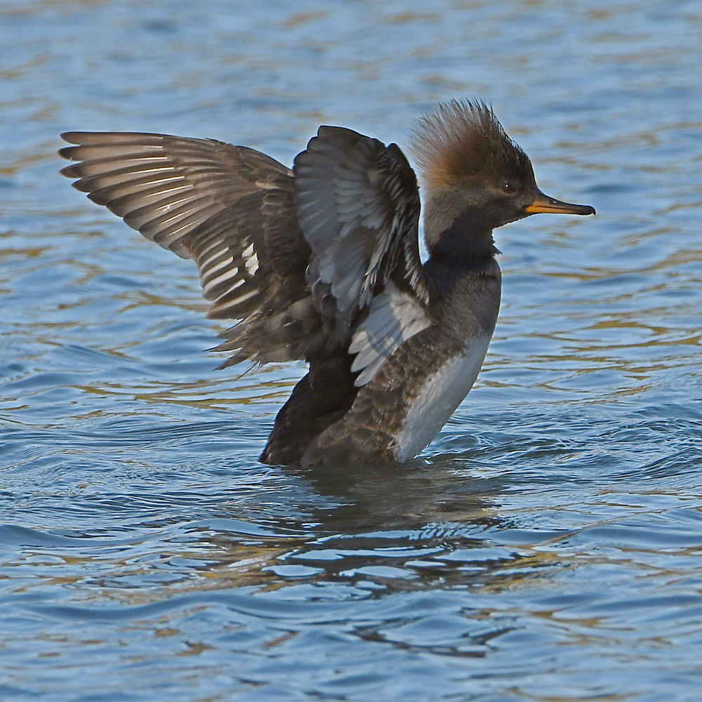 Merganser5.jpg