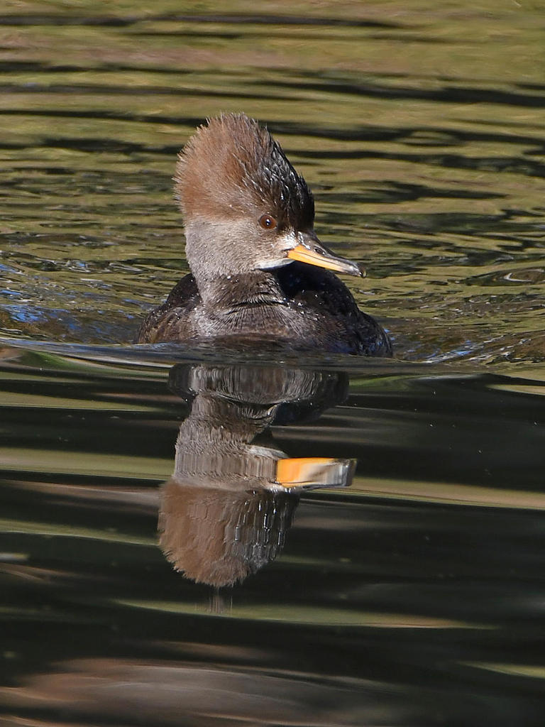 Merganser5.jpg