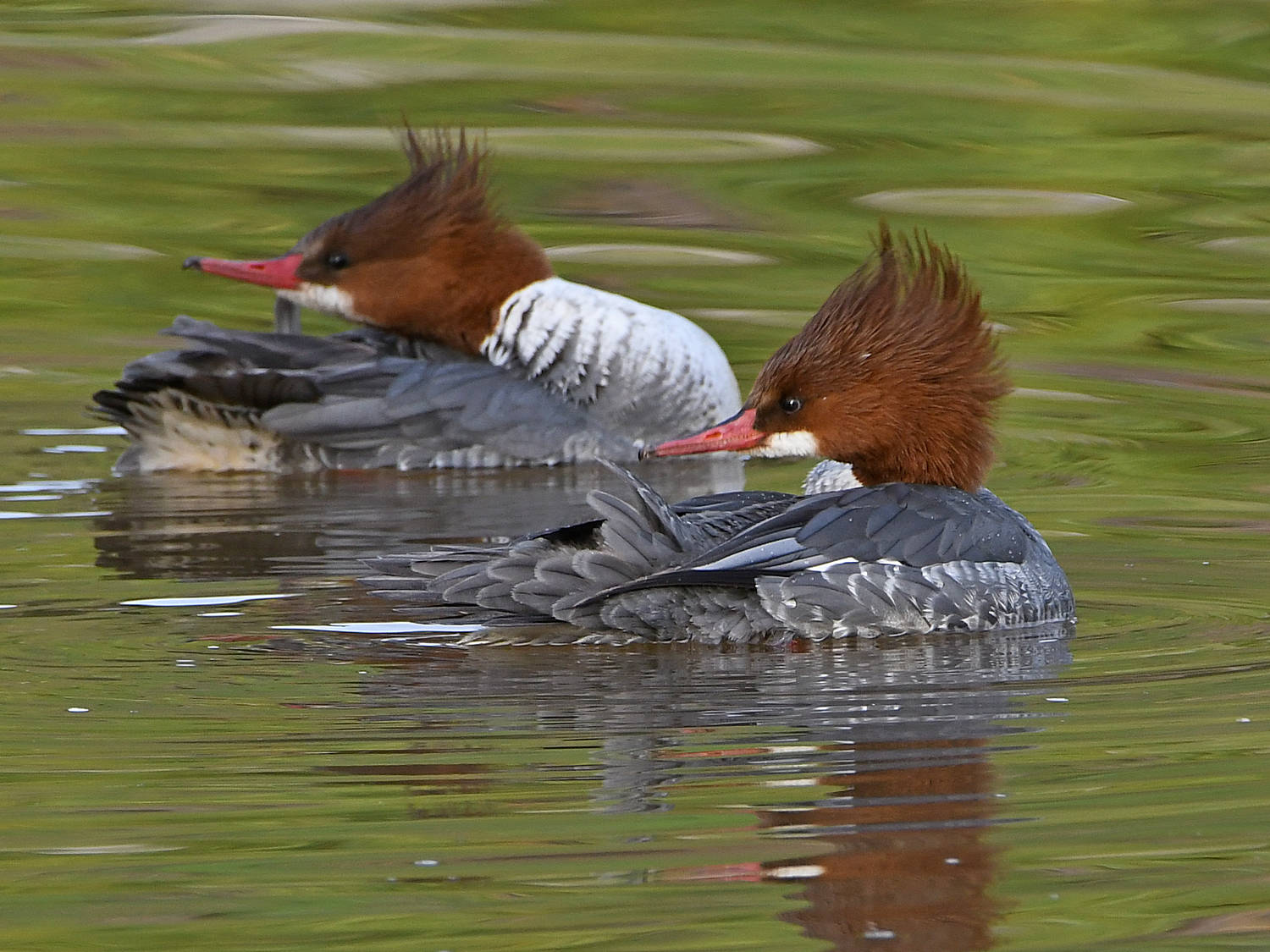Merganser6.jpg