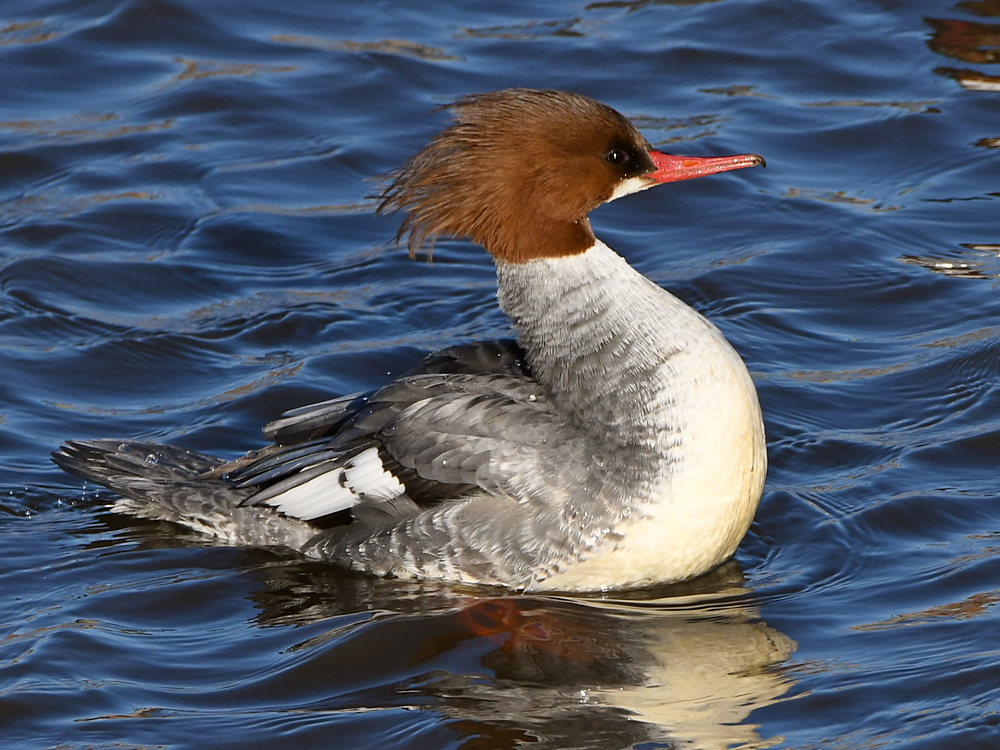 Merganser7.jpg