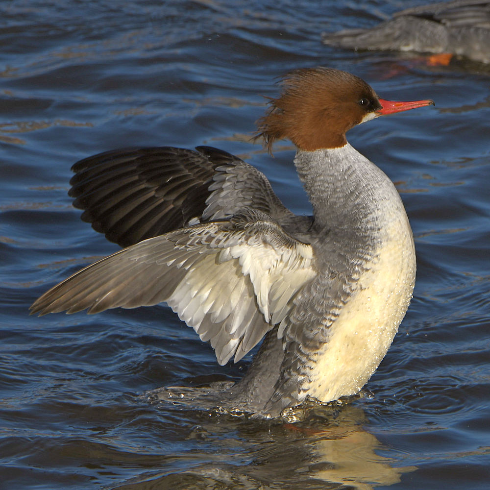 Merganser8.jpg