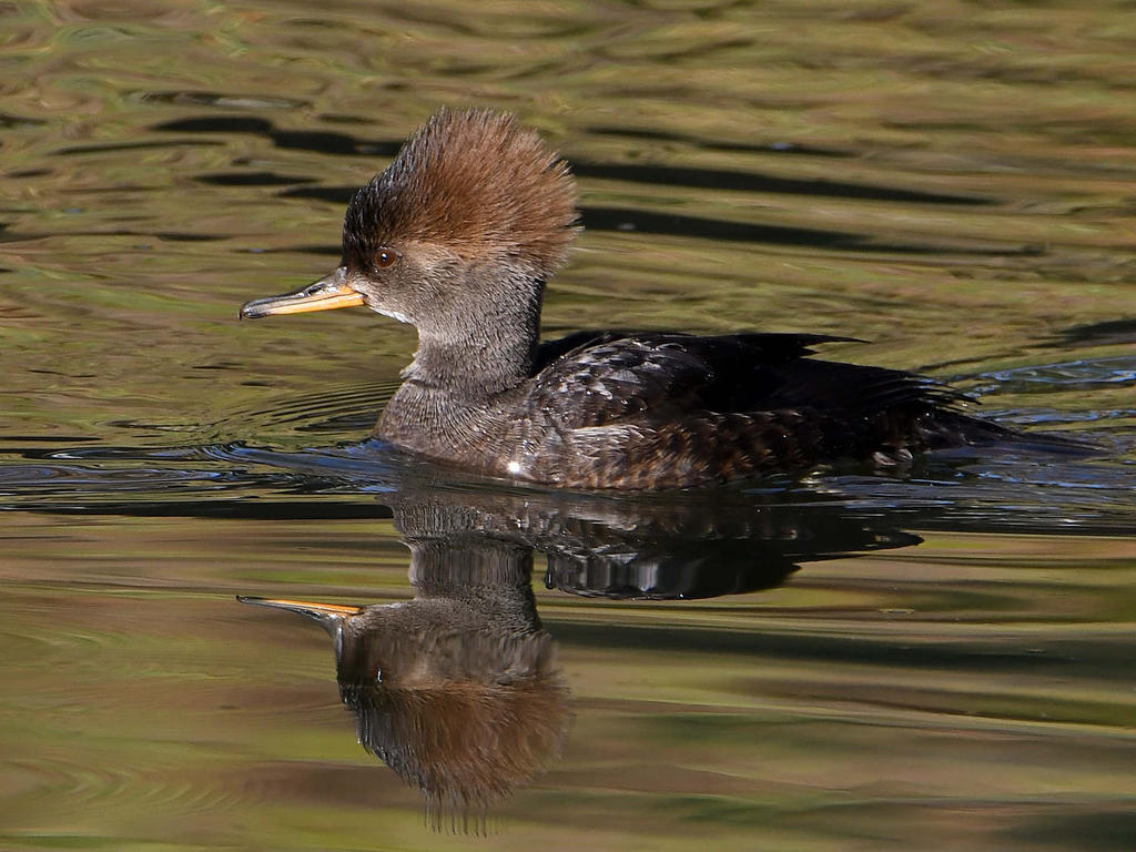 Merganser8.jpg