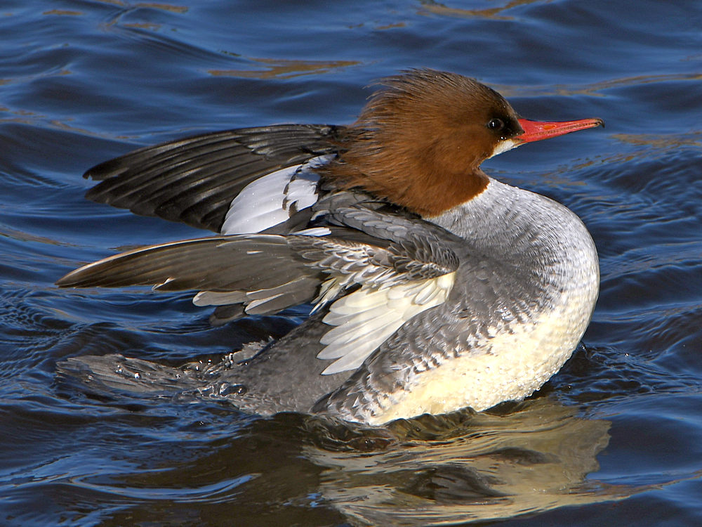Merganser9.jpg