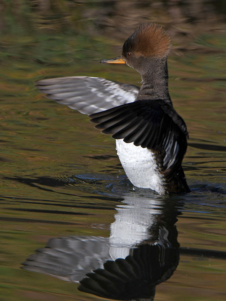 Merganser9.jpg