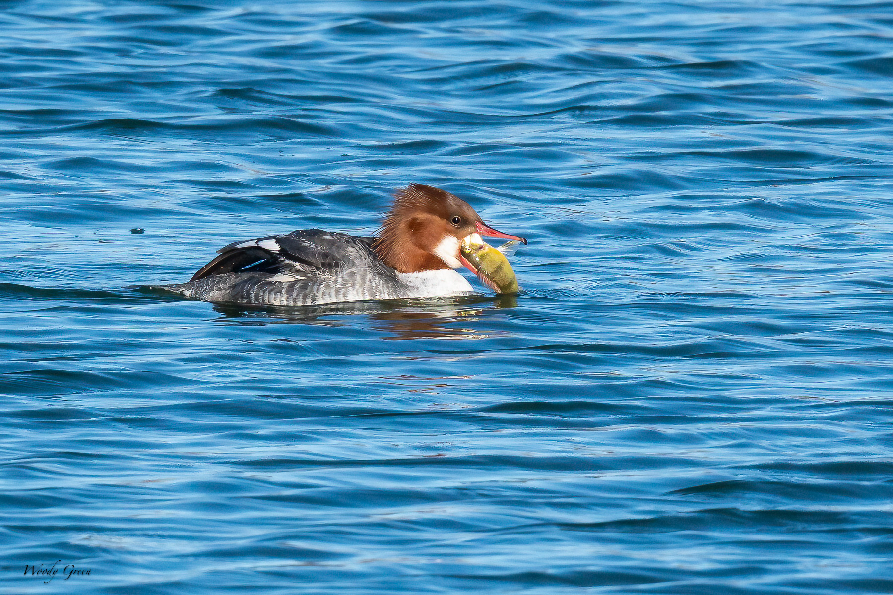MerganserFish-470.jpg