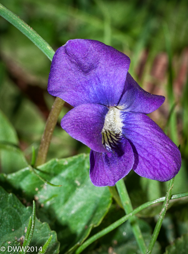 Metallic Bloom (1 of 1).jpg