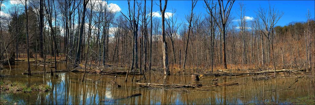 Metro Park Wetlands 2014.jpg