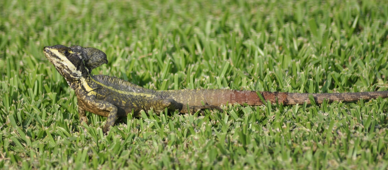 Mexico 2 007 (1280x561).jpg