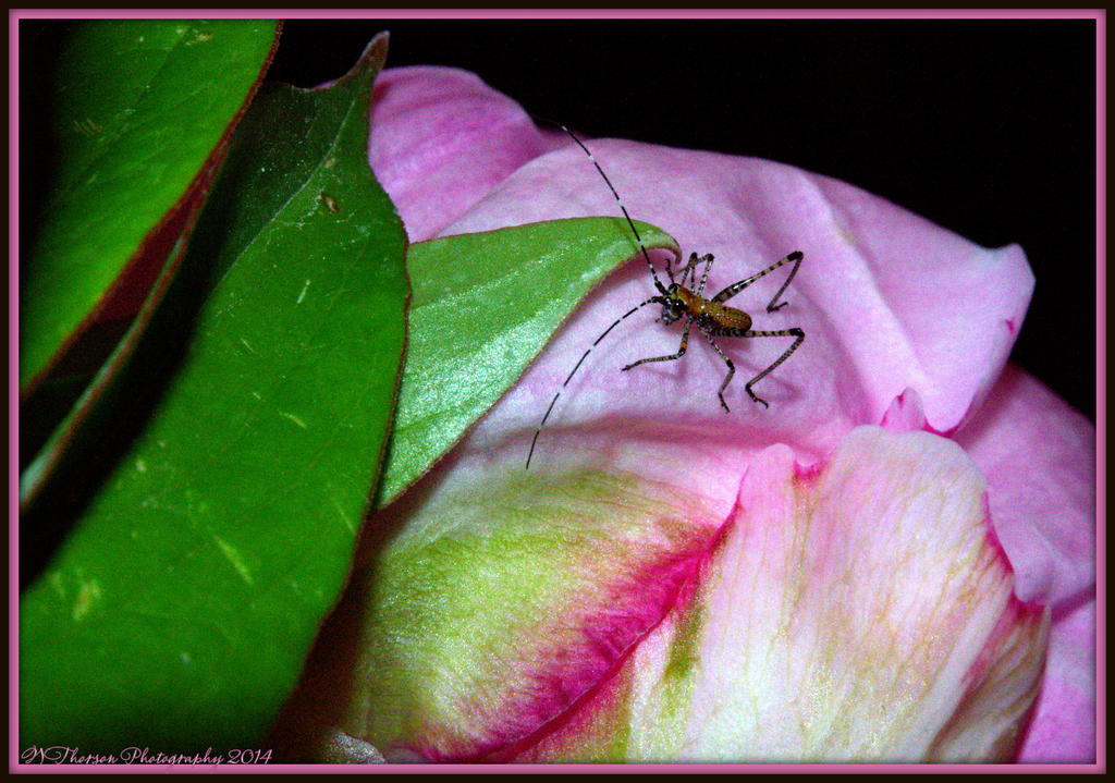 Micro Grasshopper.jpg