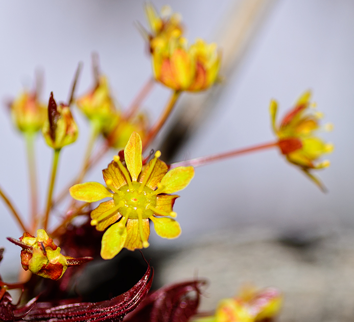 MicroFlower.jpg
