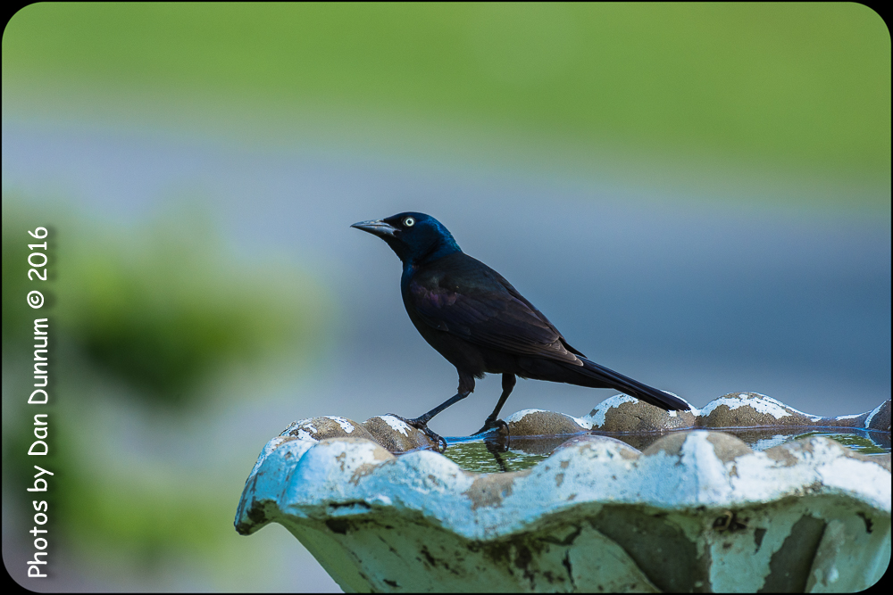 Mid Day Birds-6956.jpg
