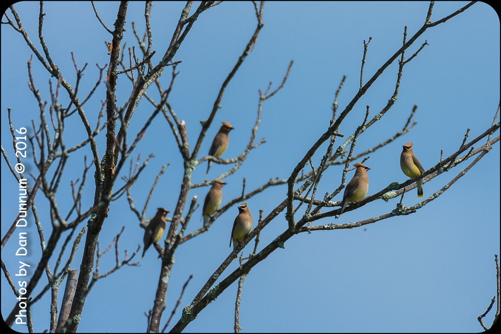 Mid Day Birds-6958.jpg