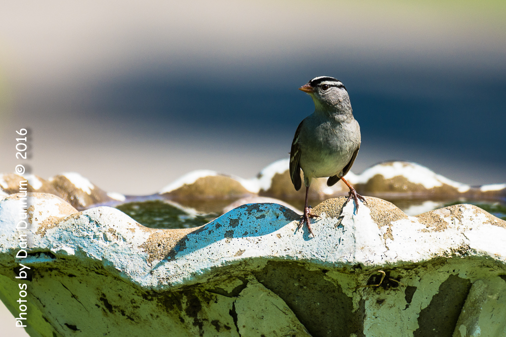 Mid Day Birds-6967.jpg