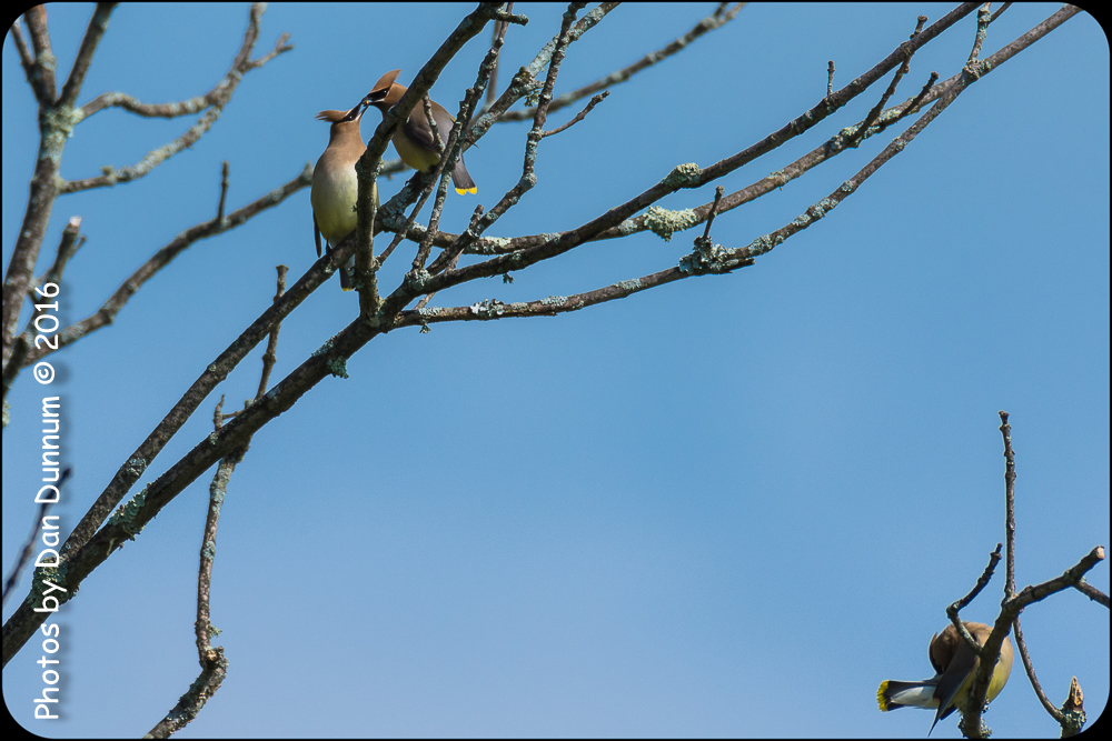 Mid Day Birds-6969.jpg