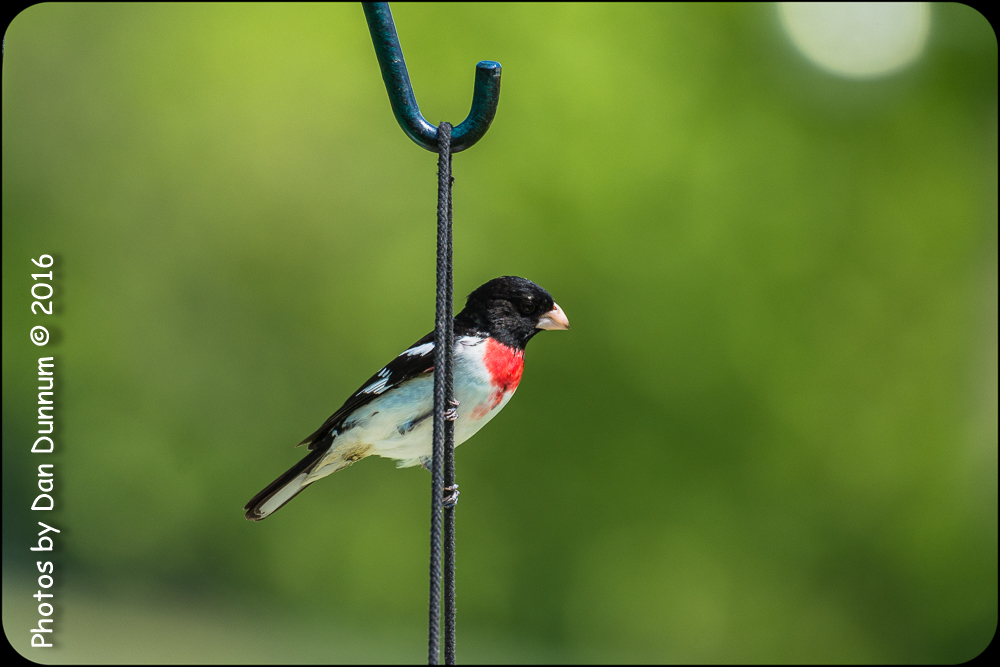 Mid Day Birds-6997.jpg