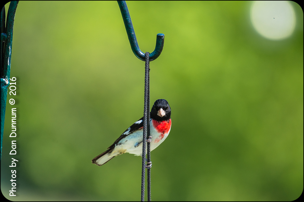 Mid Day Birds-6998.jpg
