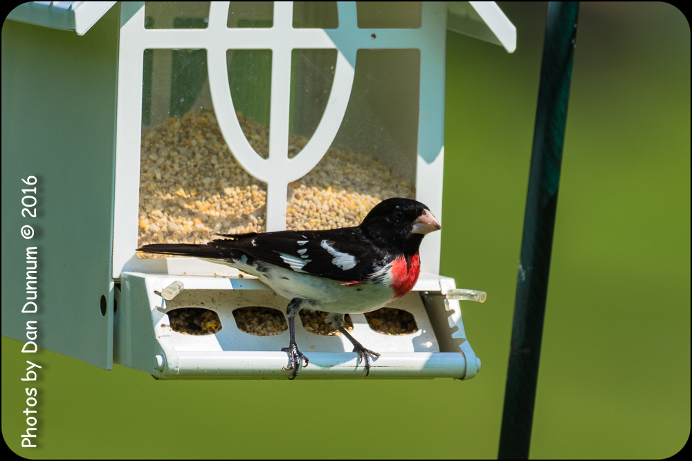 Mid Day Birds-7009.jpg