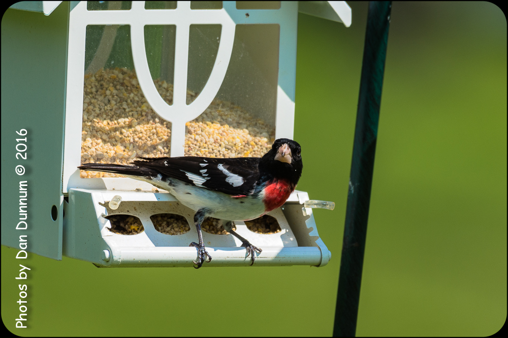 Mid Day Birds-7013.jpg