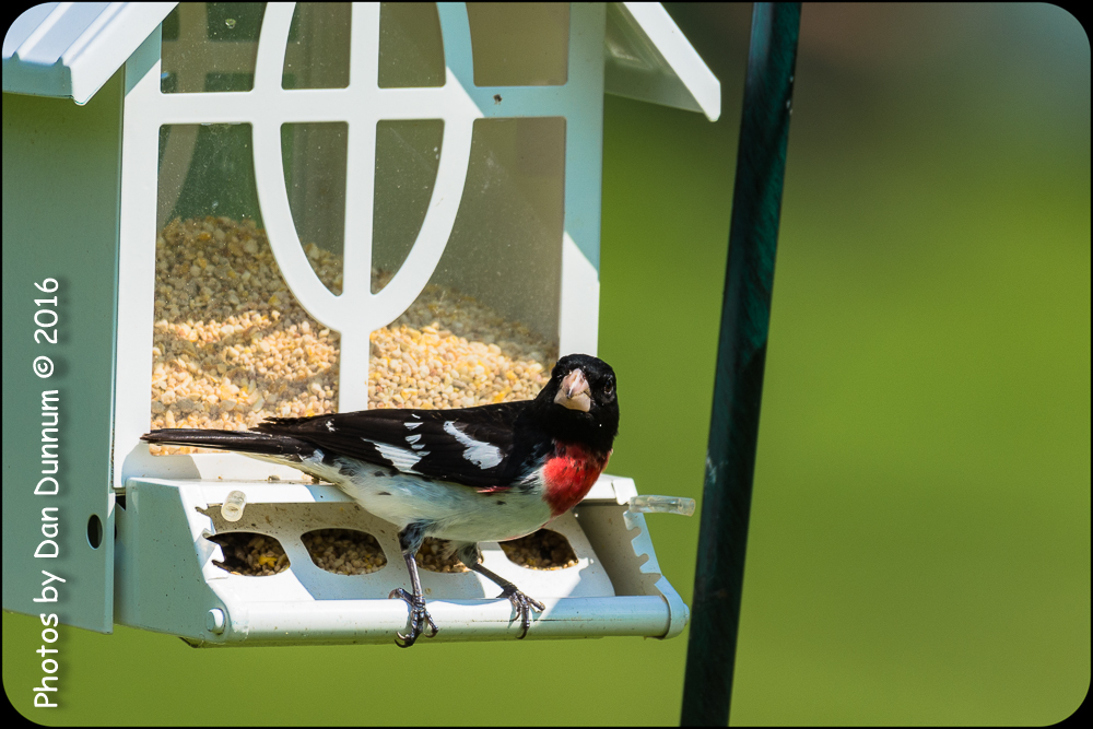 Mid Day Birds-7020.jpg