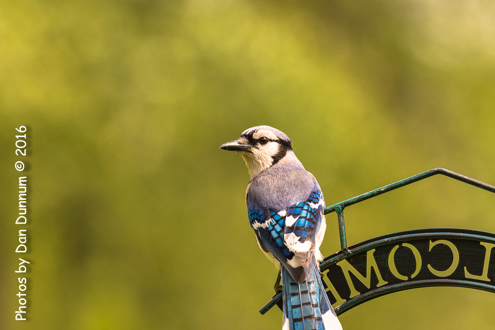 Mid-day Birds-7425.jpg