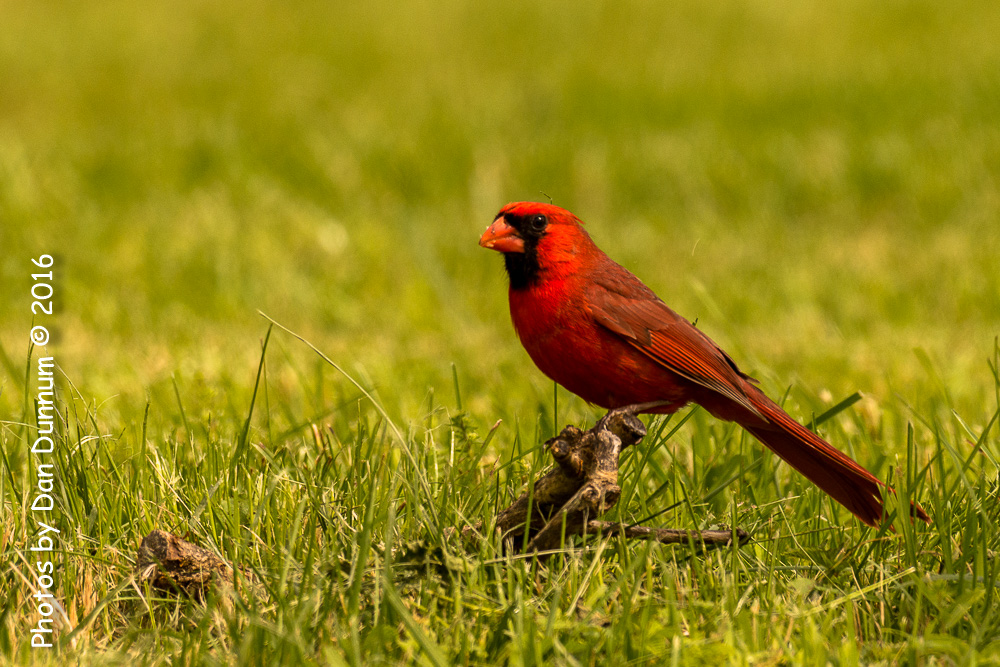 Mid-day Birds-7438.jpg