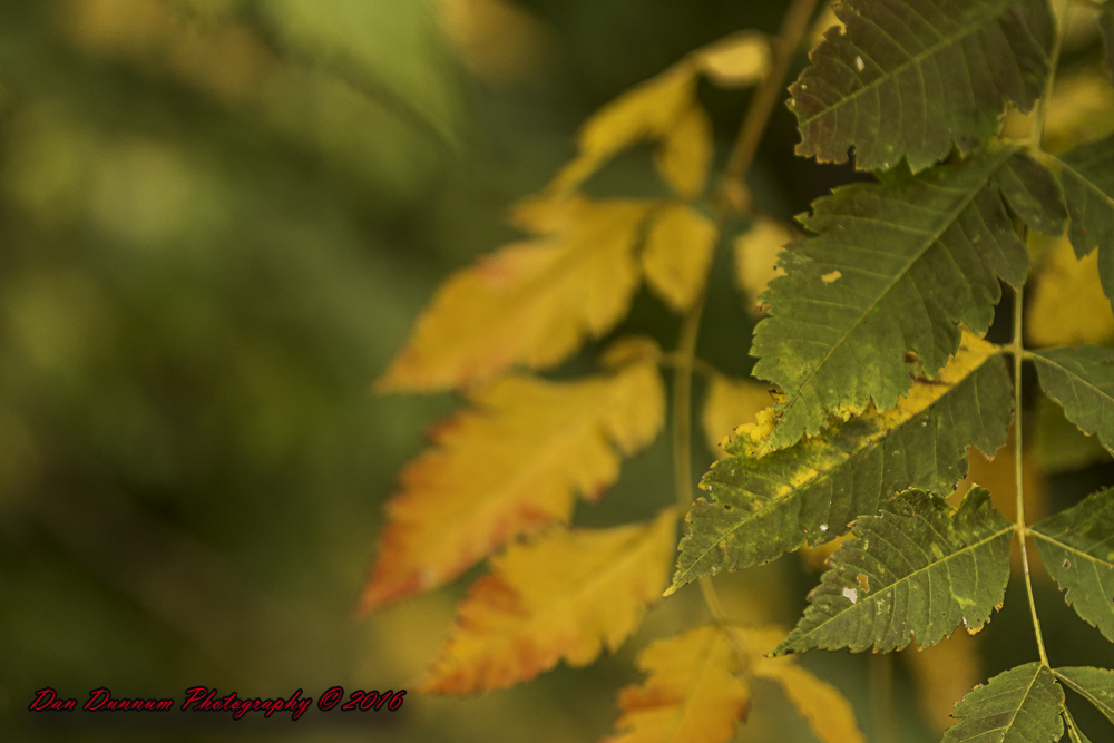 mid day walk-6513.jpg