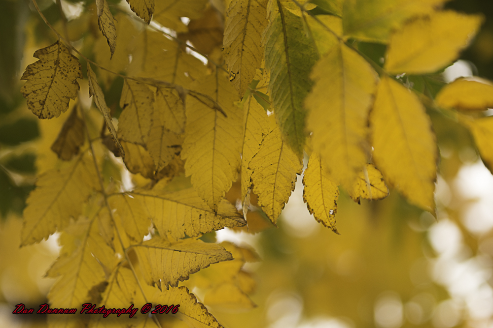 mid day walk-6516.jpg