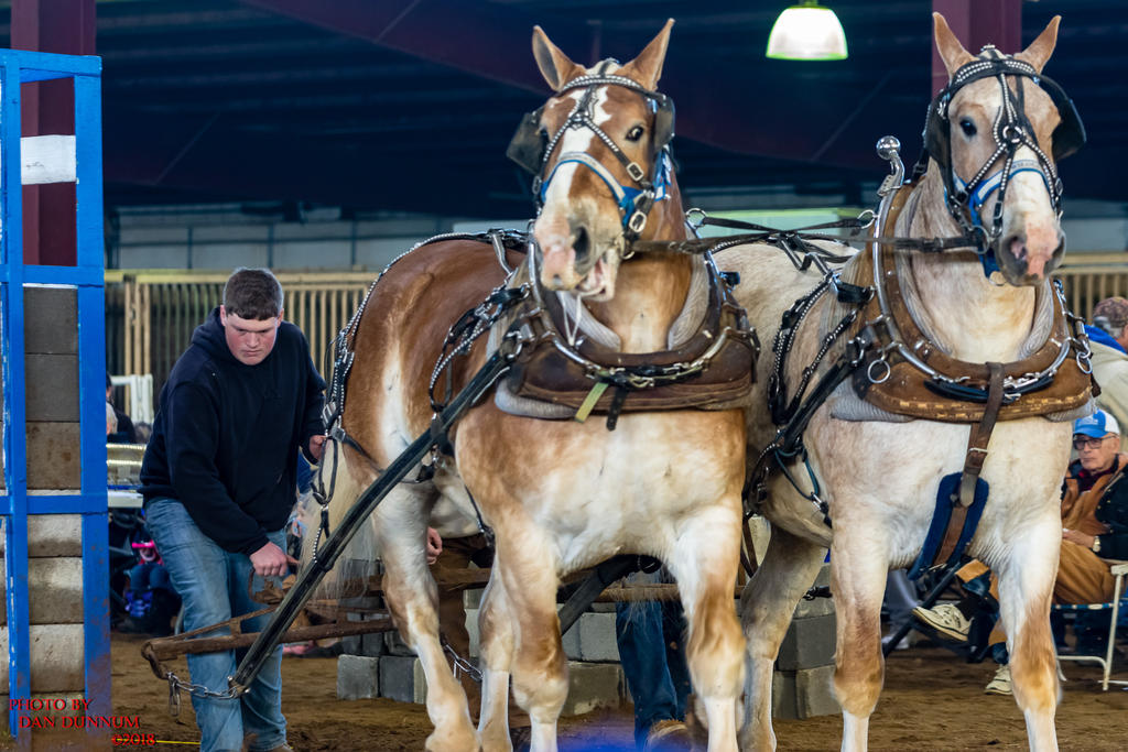 Mid Winter Horse Pull-2816.jpg