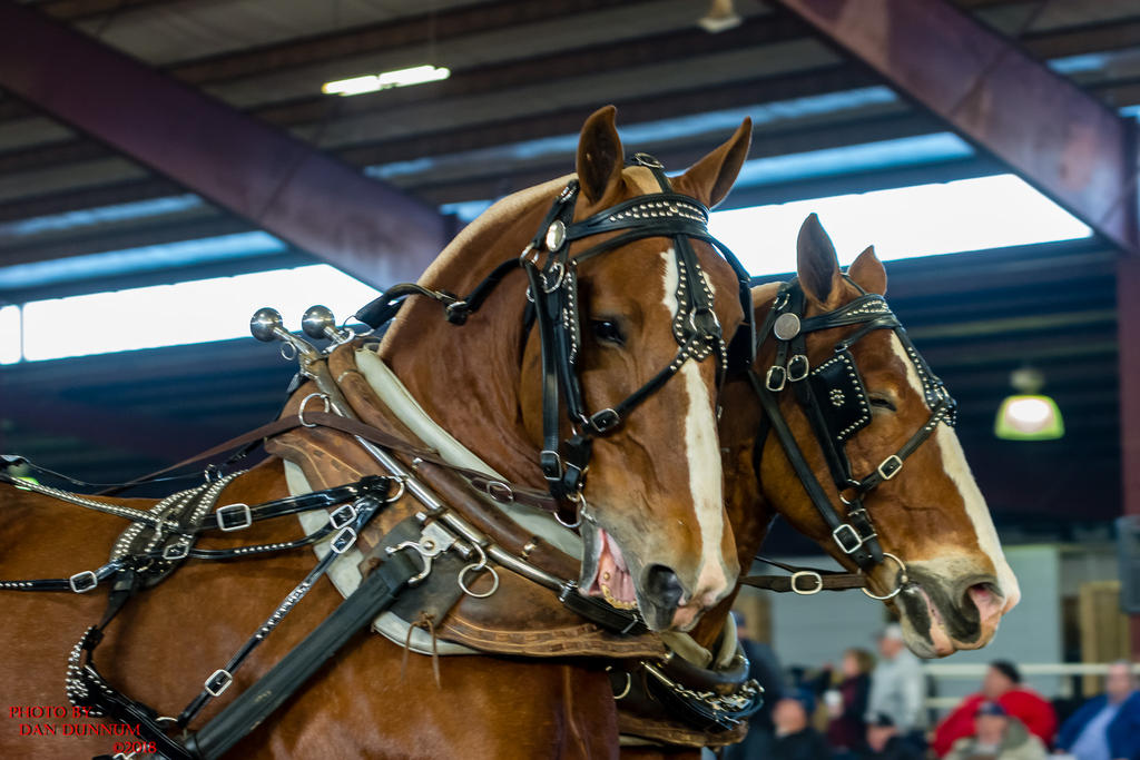 Mid Winter Horse Pull-2838.jpg