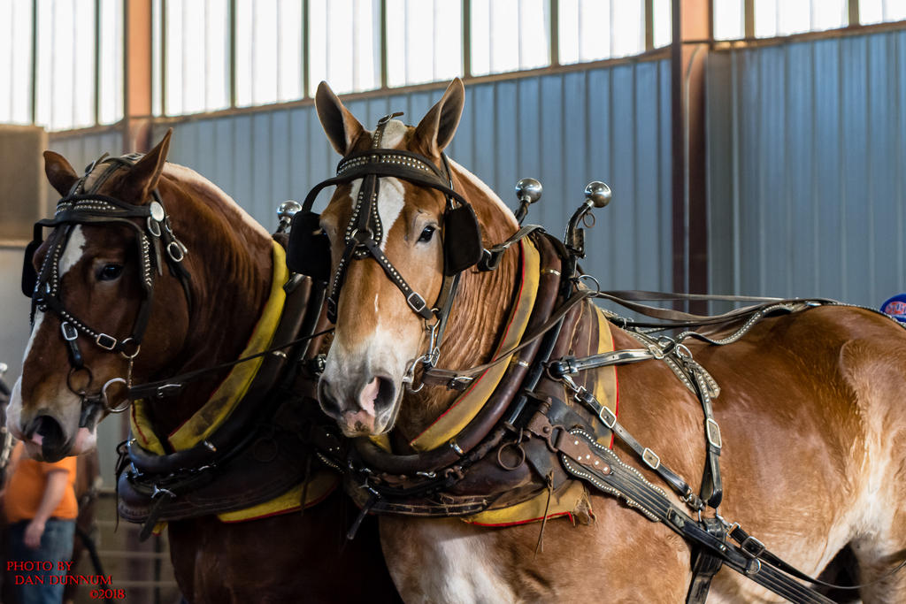 Mid Winter Horse Pull-3111.jpg