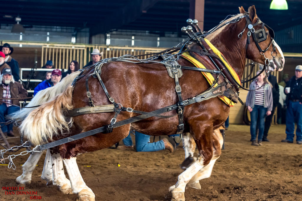 Mid Winter Horse Pull-3133.jpg