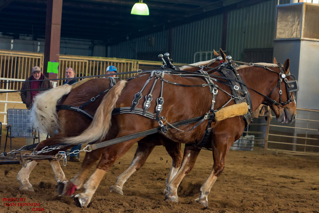 Mid Winter Horse Pull-3153.jpg