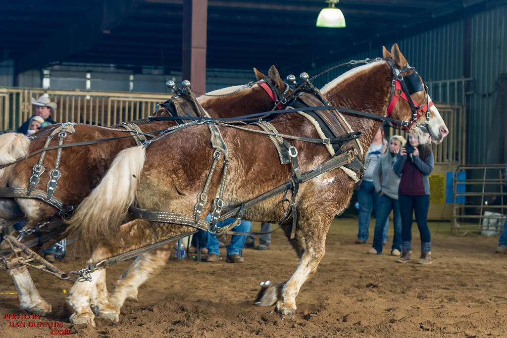 Mid Winter Horse Pull-3225.jpg