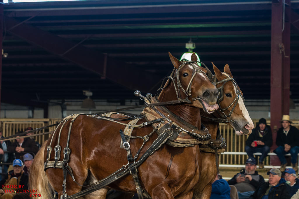 Mid Winter Horse Pull-3241.jpg