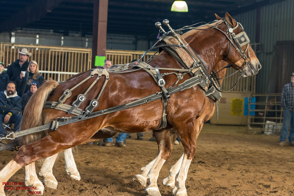 Mid Winter Horse Pull-3263.jpg