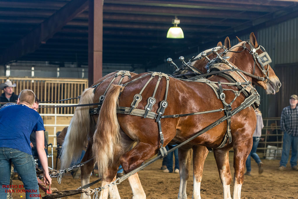 Mid Winter Horse Pull-3264.jpg