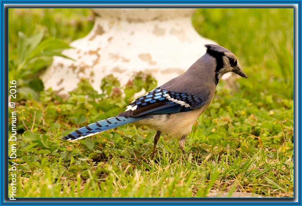 MidMorning Birds-5994-Edit.jpg