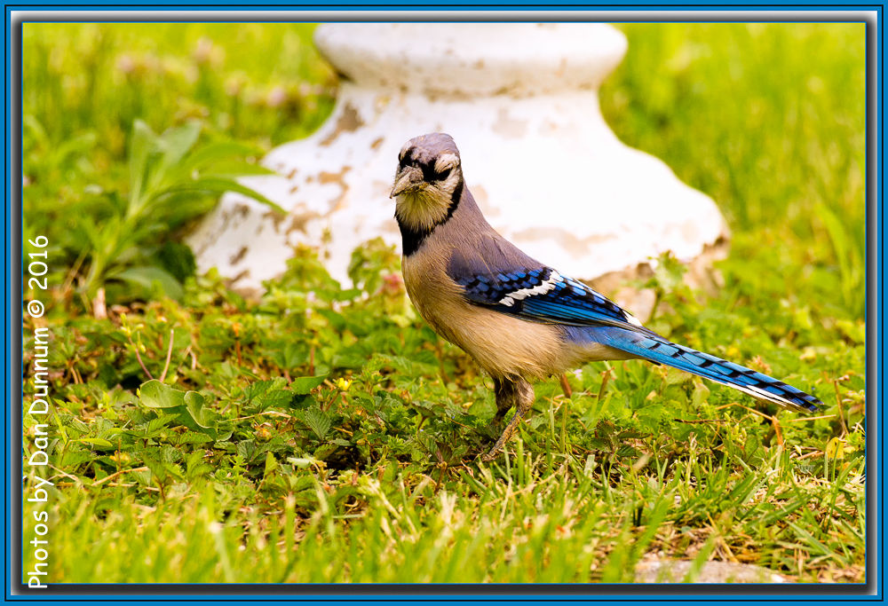 MidMorning Birds-6004-Edit.jpg