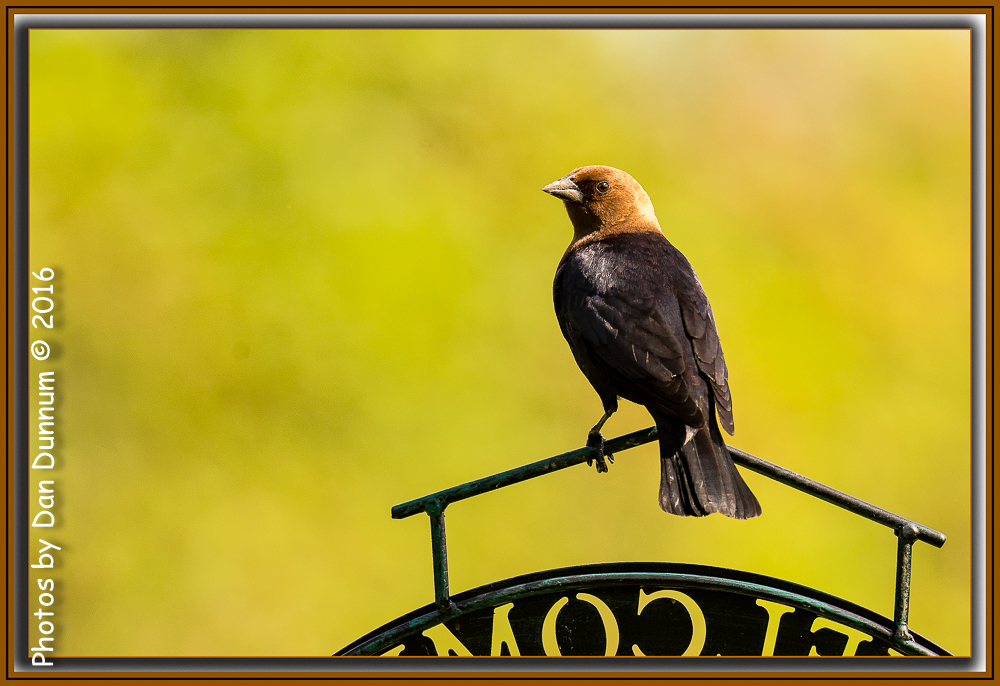 MidMorning Birds-6016-Edit.jpg