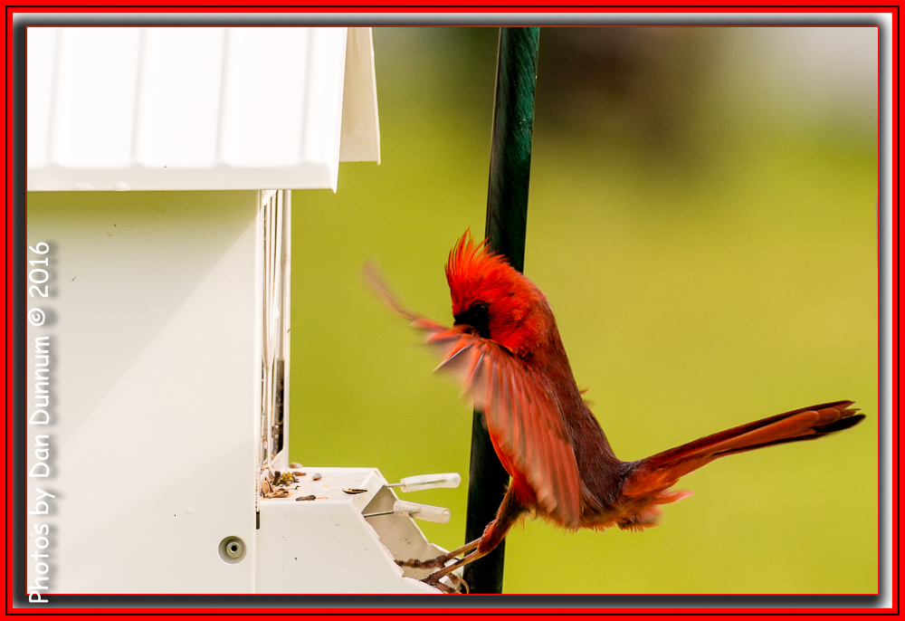 MidMorning Birds-6030-Edit.jpg