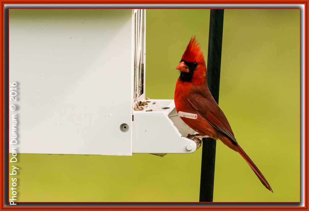 MidMorning Birds-6036-Edit.jpg