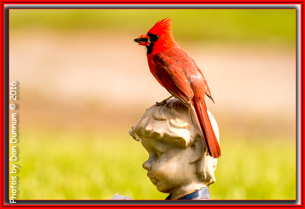 MidMorning Birds-6043-Edit.jpg
