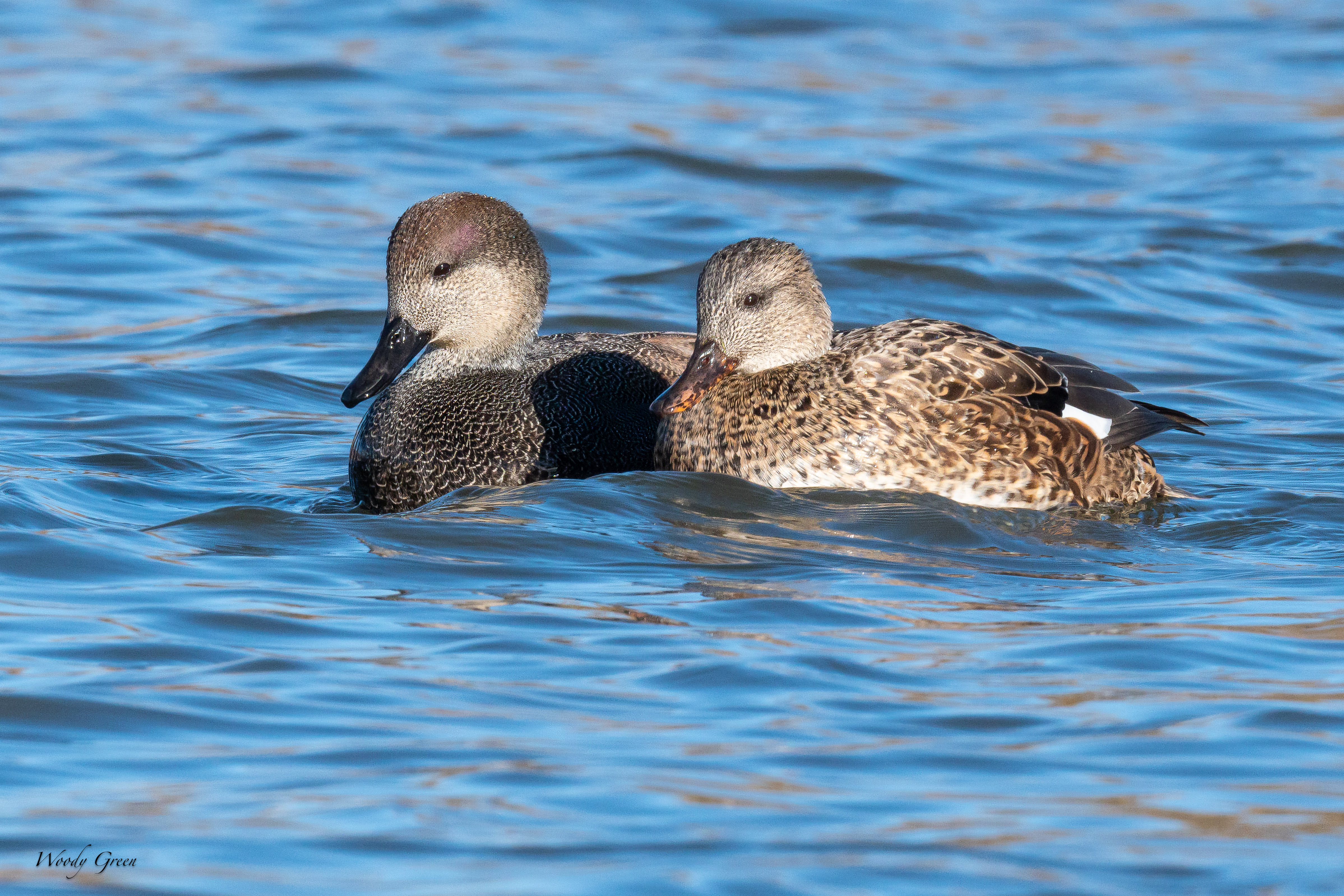 MigratoryDucks-161.jpg