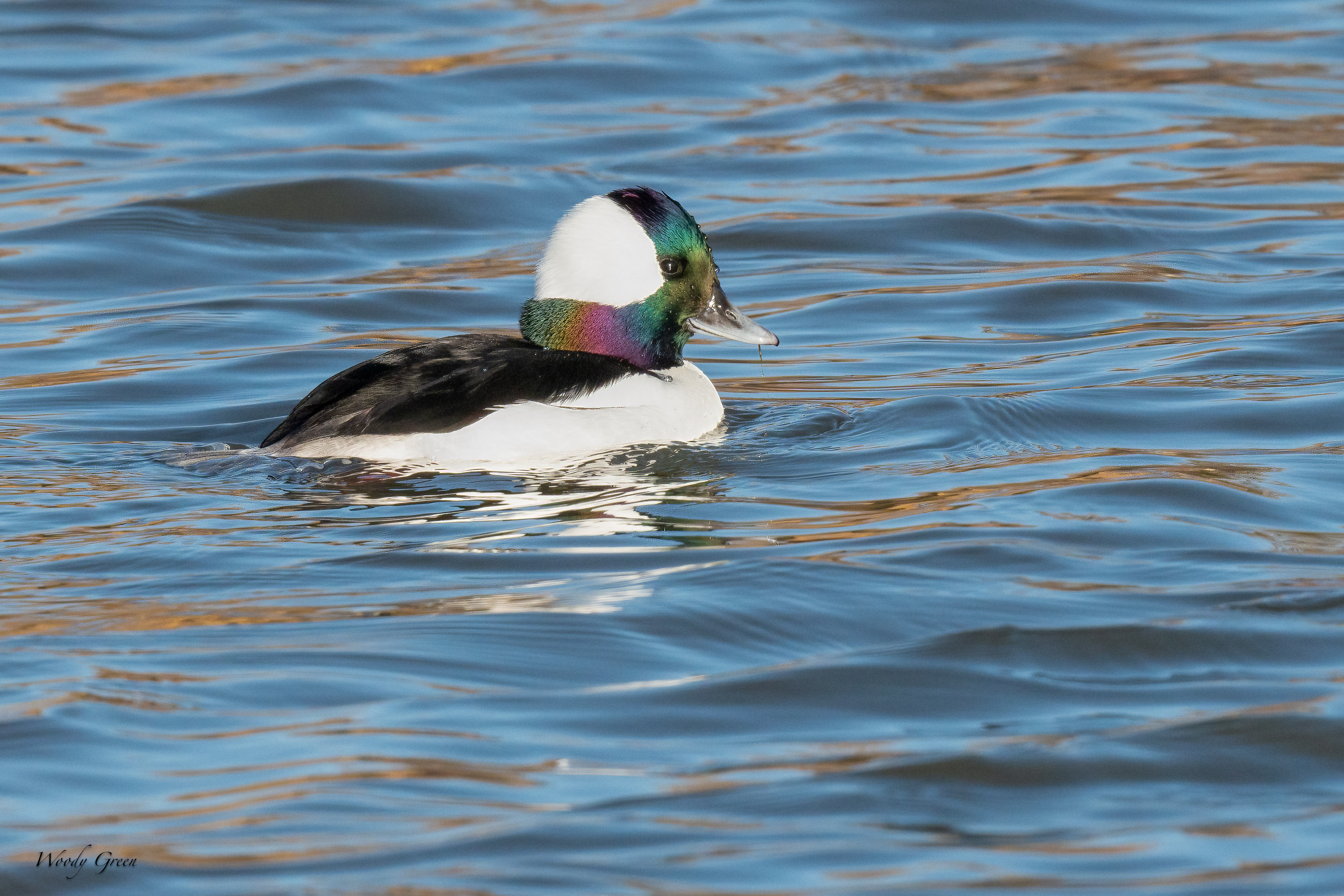 MigratoryDucks-162.jpg