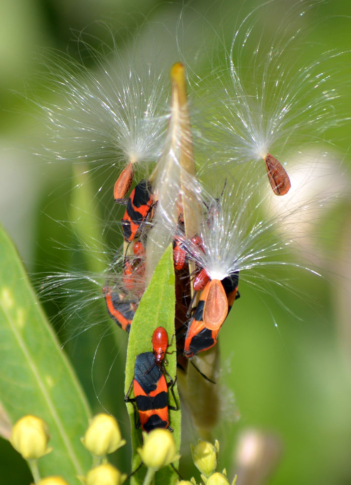 milkkweed_bugs.jpg