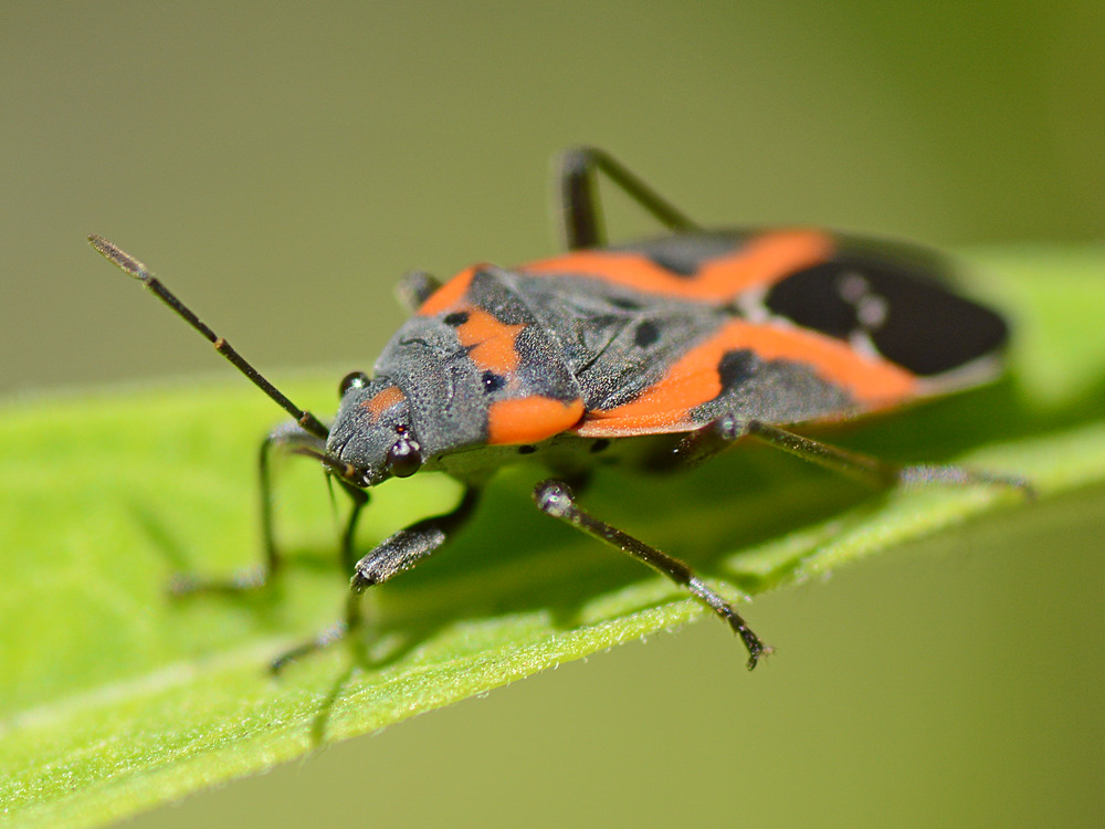 Milkweed.jpg